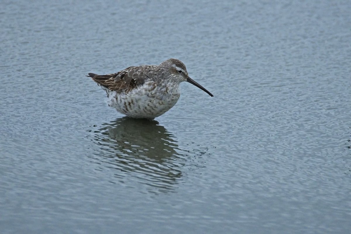 Stilt Sandpiper - ML640685920