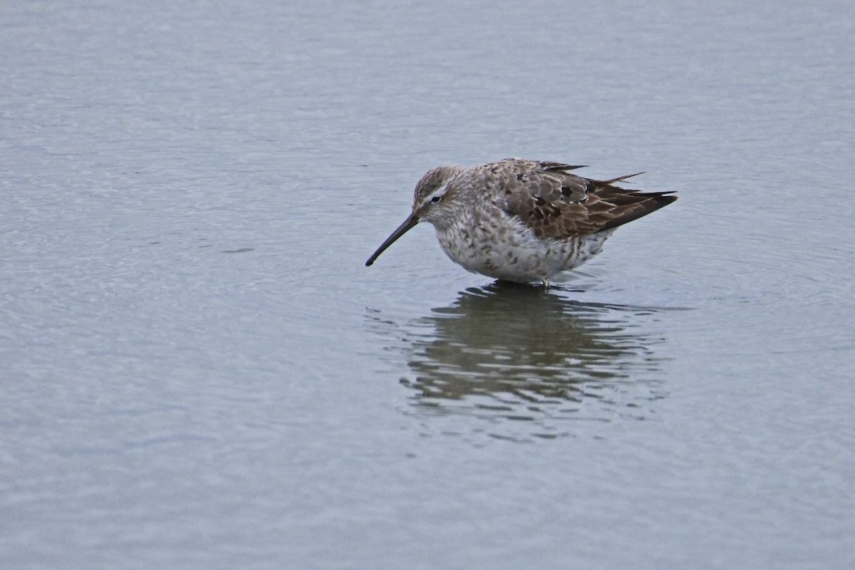 Stilt Sandpiper - ML640685921