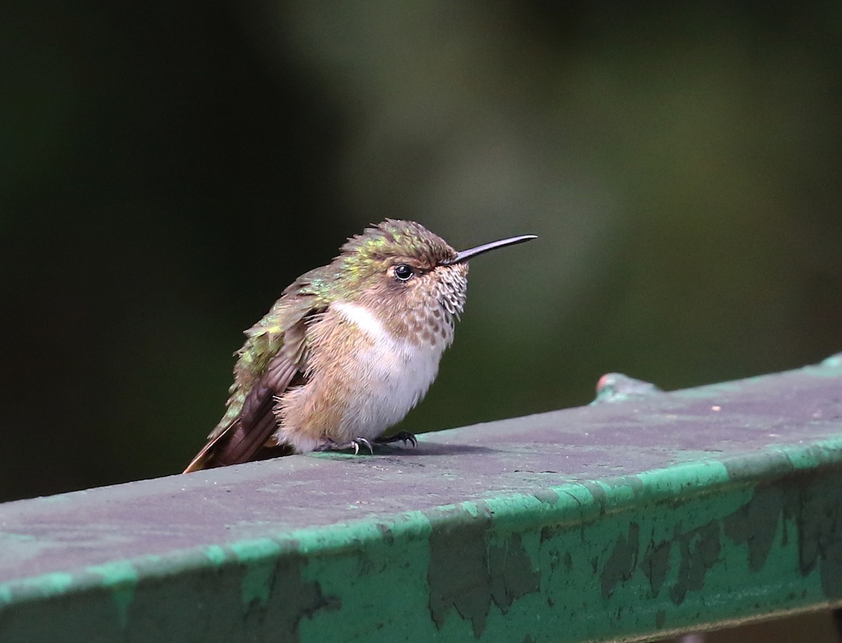 Volcano Hummingbird - ML640685961