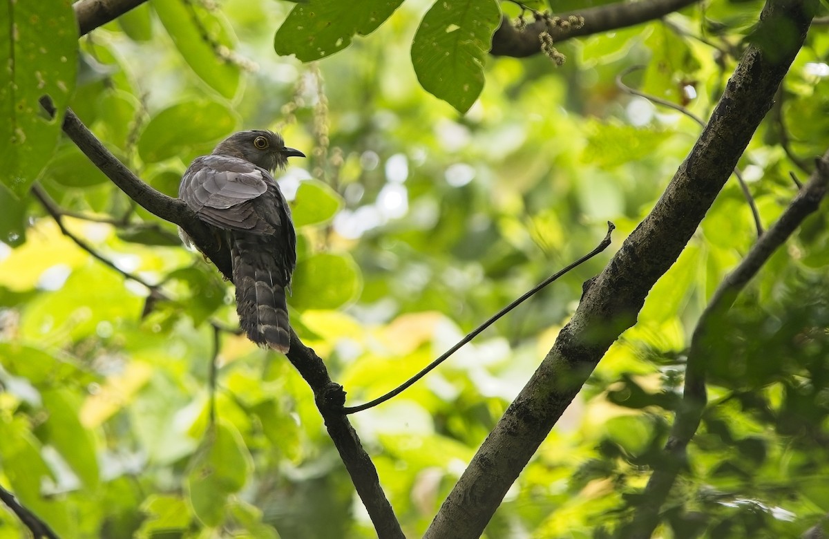 Common Hawk-Cuckoo - ML640685972