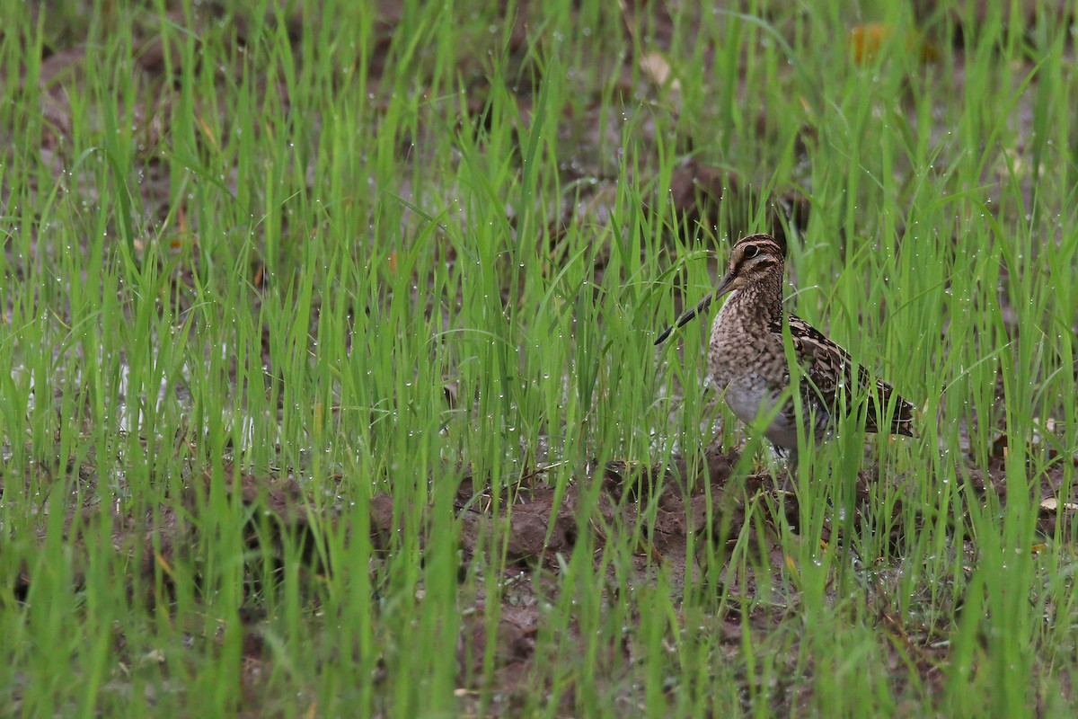 Pin-tailed Snipe - ML640685991