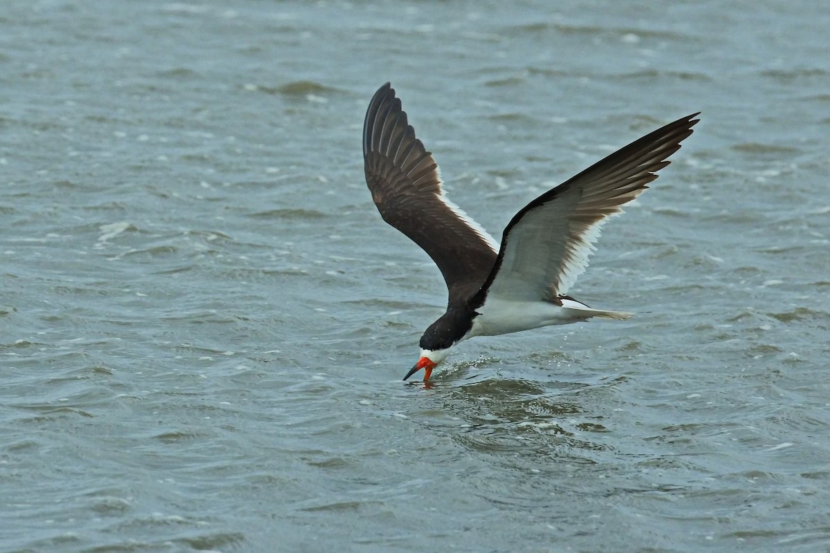 Black Skimmer - ML640686010