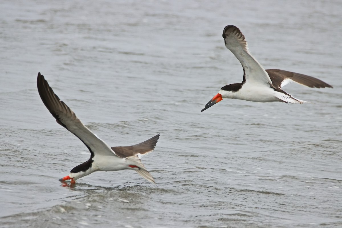 Black Skimmer - ML640686011