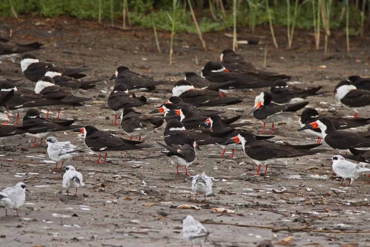 Black Skimmer - ML640686012