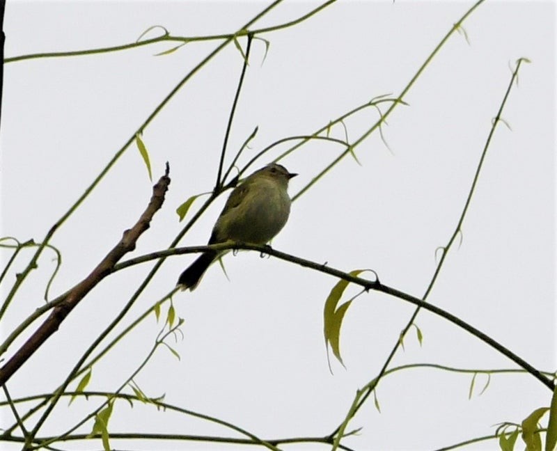 Mistletoe Tyrannulet - ML640686013