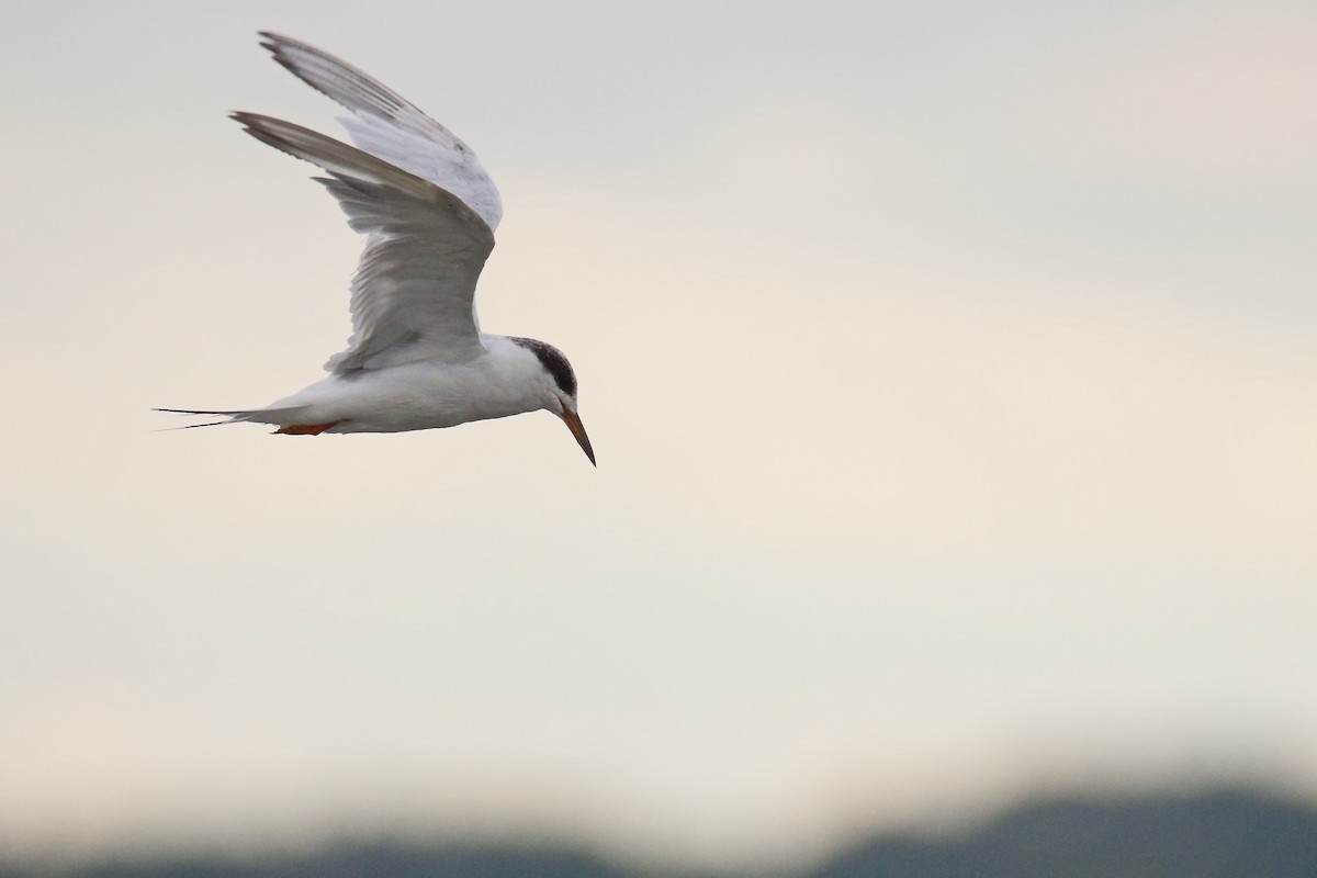 Forster's Tern - ML640686017