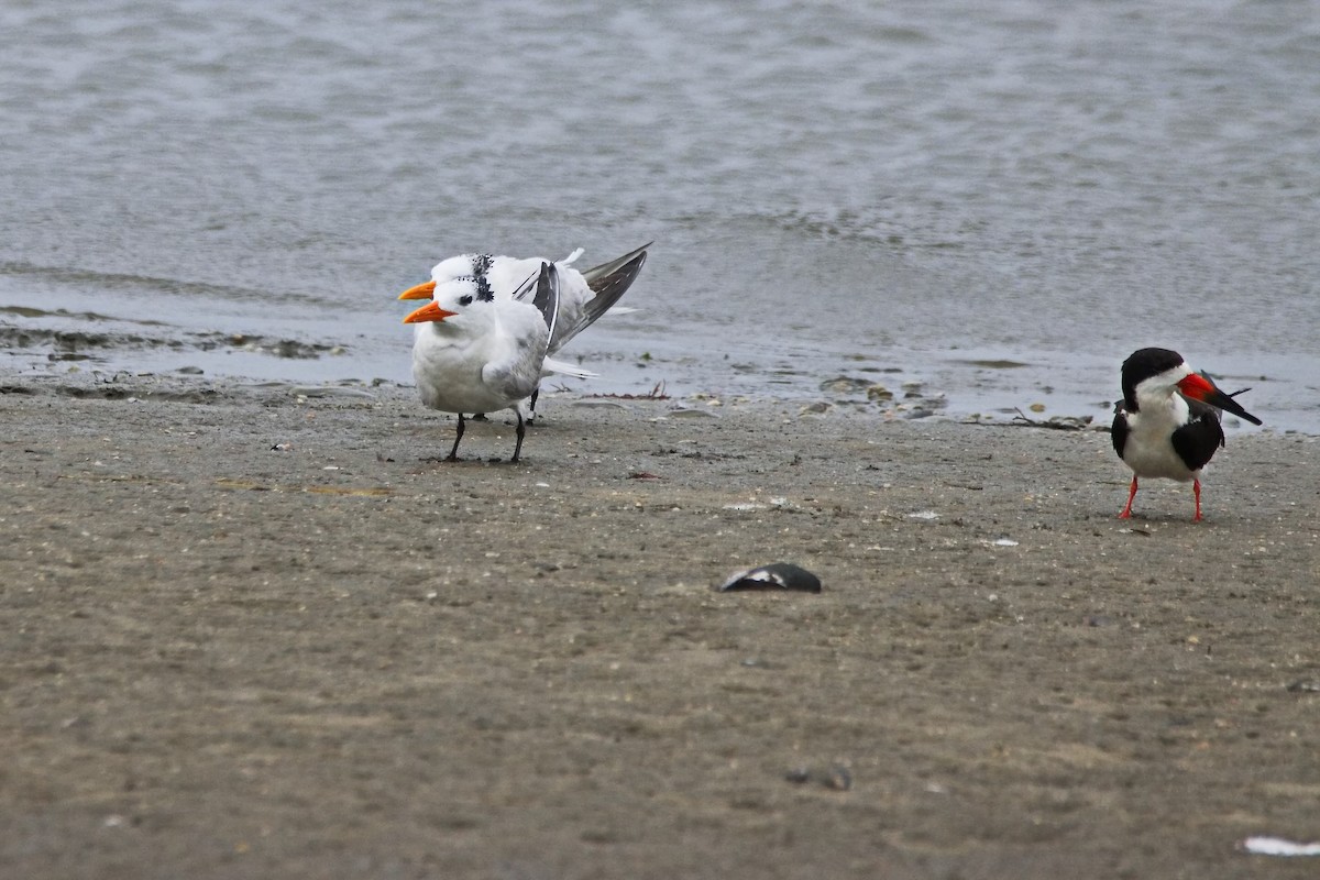 Royal Tern - ML640686025