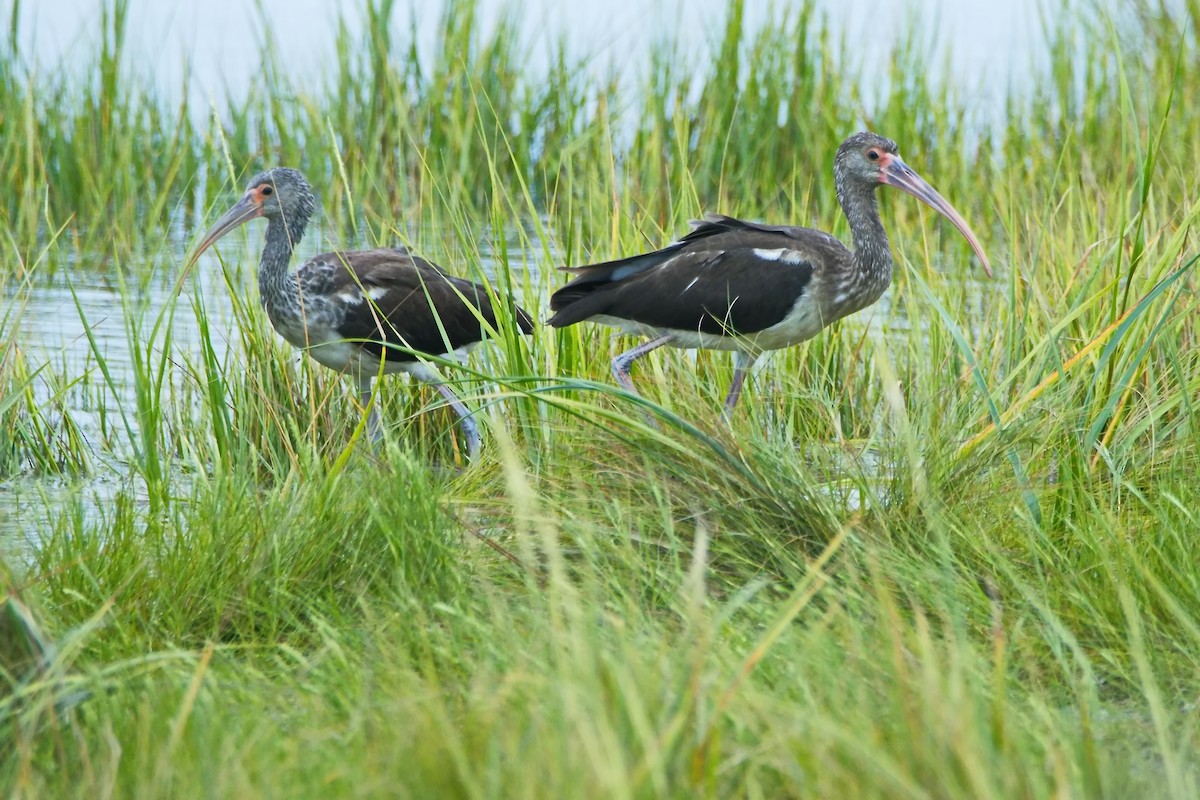 White Ibis - ML640686039
