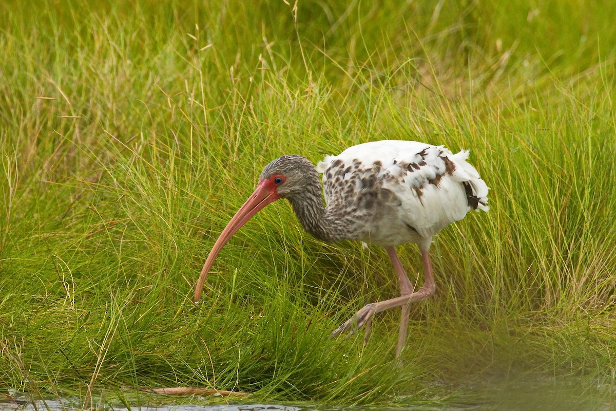 White Ibis - ML640686040