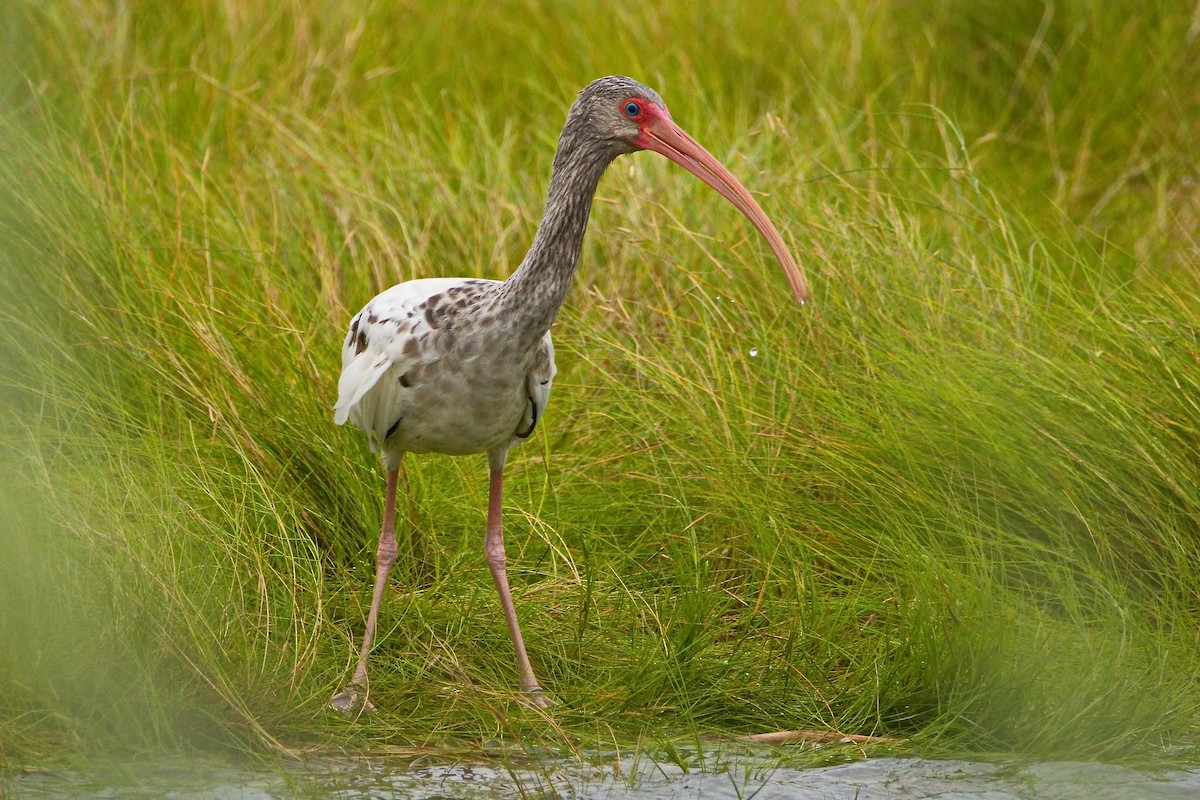 White Ibis - ML640686041