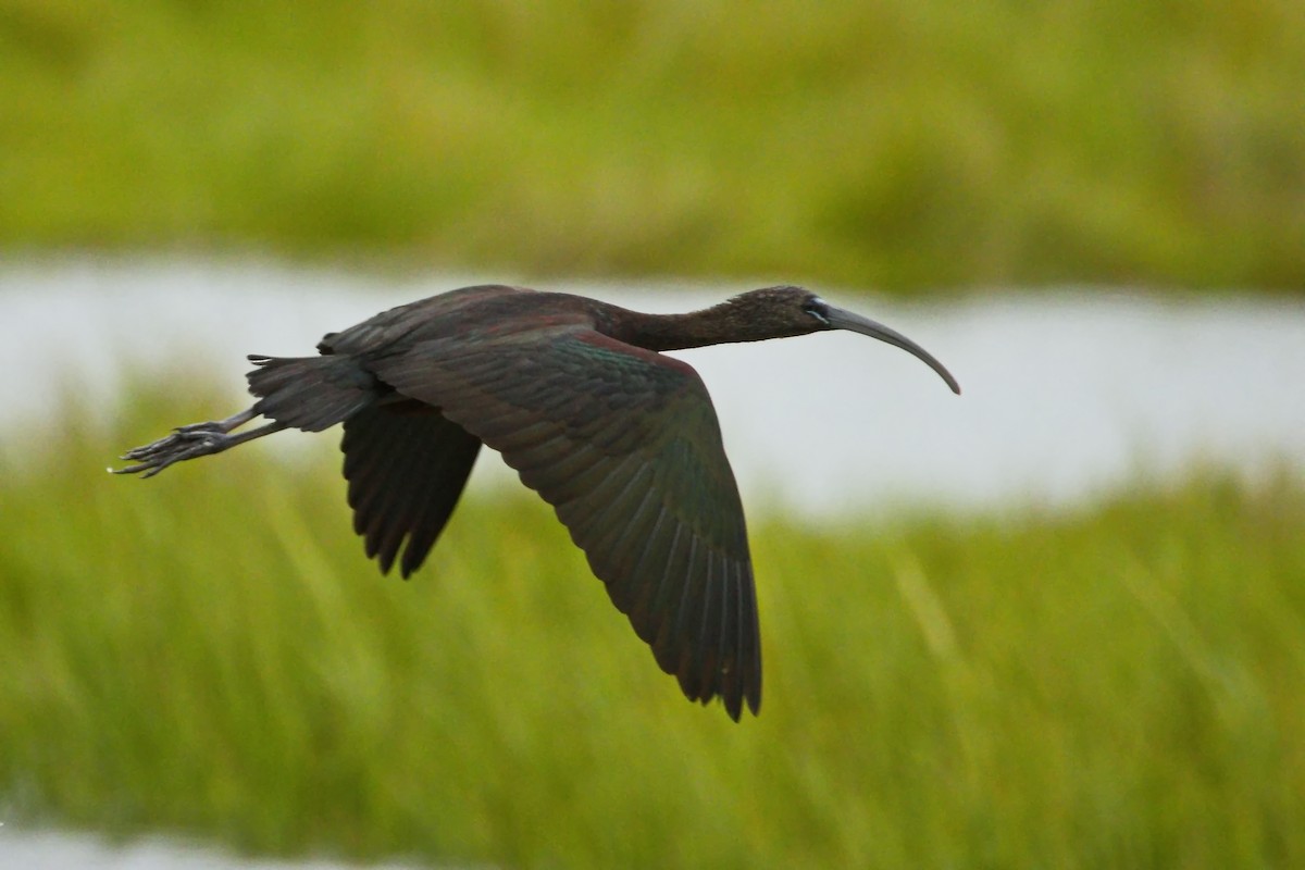 Glossy Ibis - ML640686066