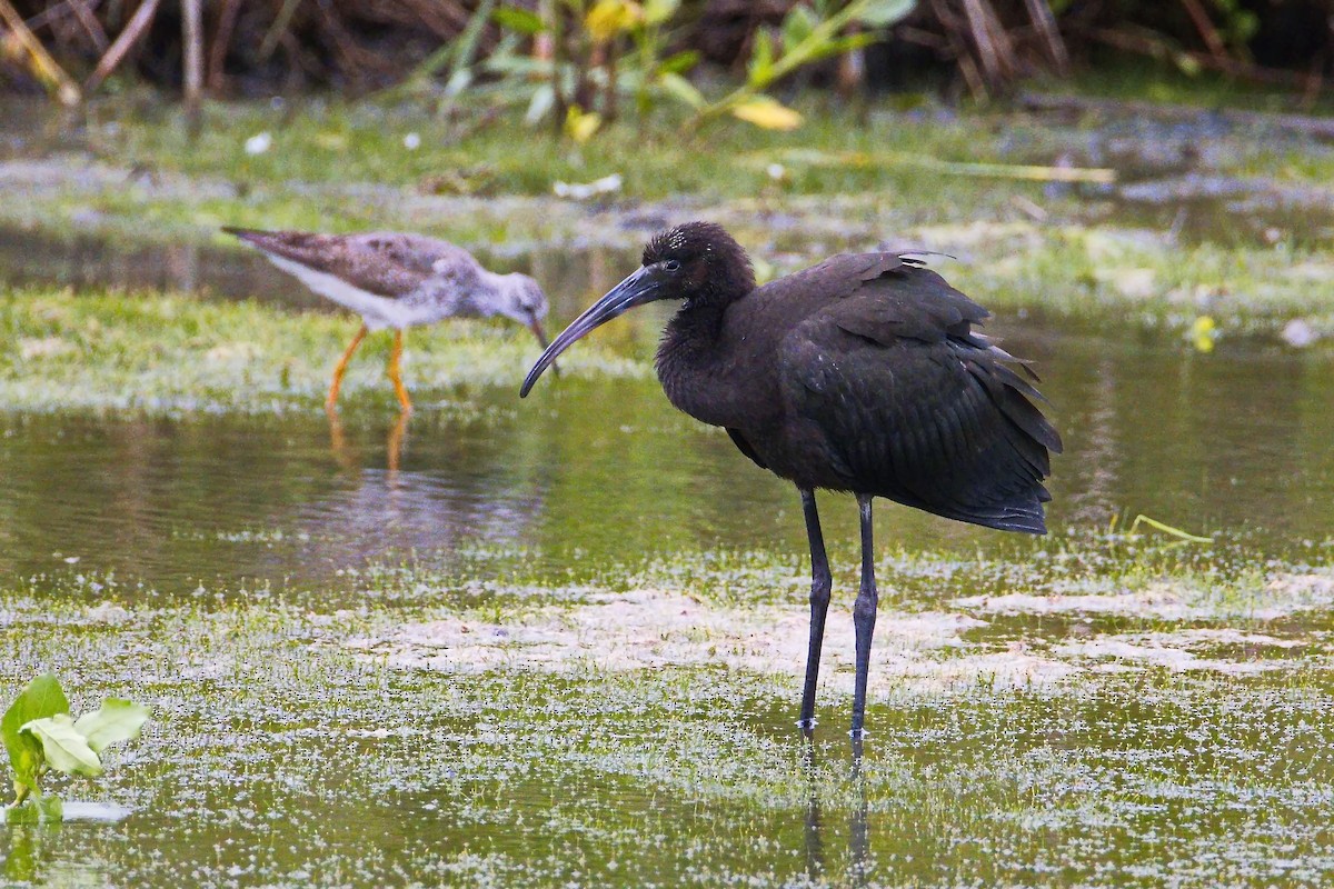 Glossy Ibis - ML640686067