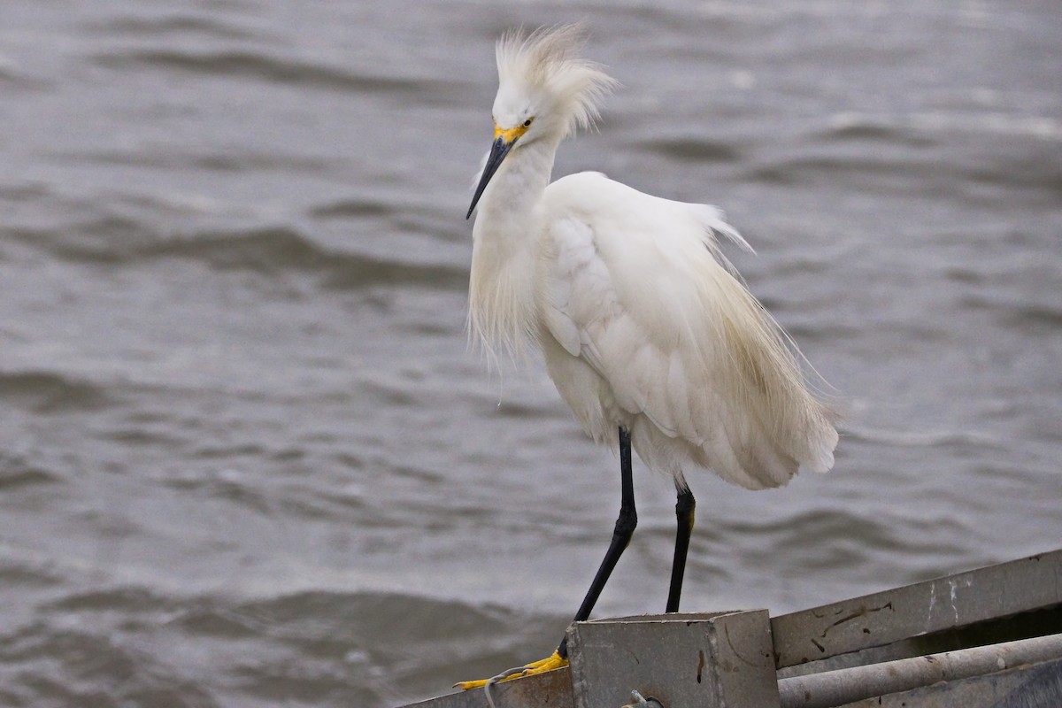 Snowy Egret - ML640686109