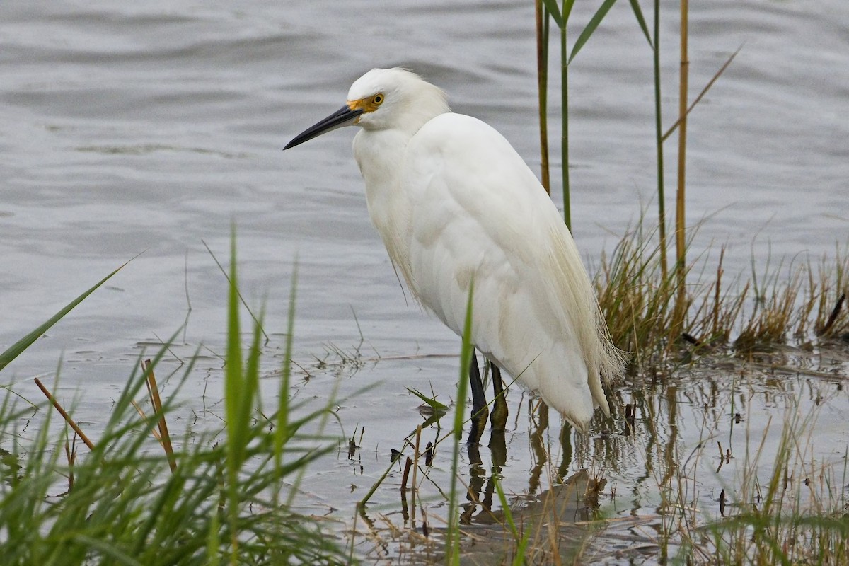 Snowy Egret - ML640686110