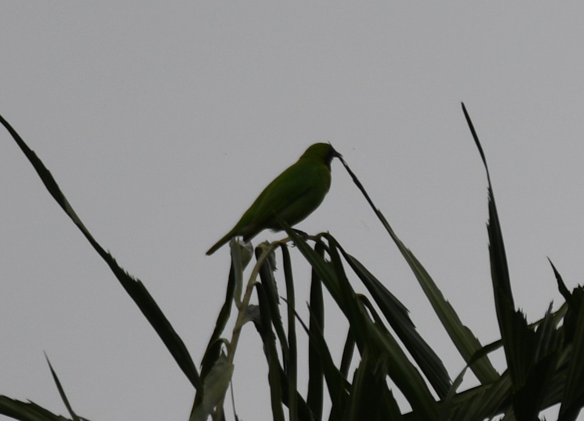 Golden-fronted Leafbird - ML640686135