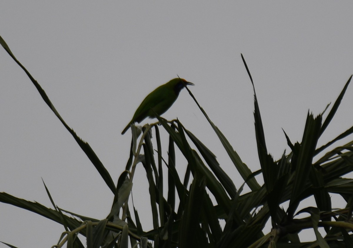 Golden-fronted Leafbird - ML640686140