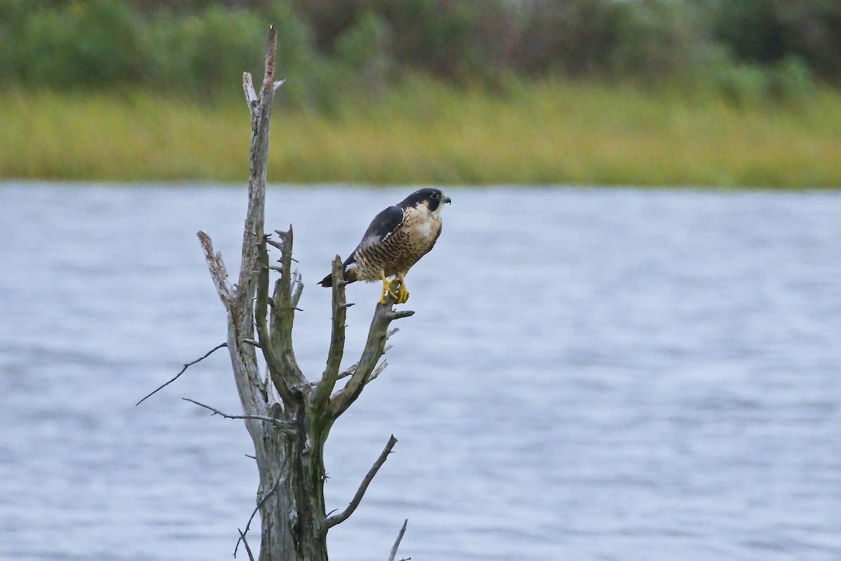 Peregrine Falcon - ML640686141