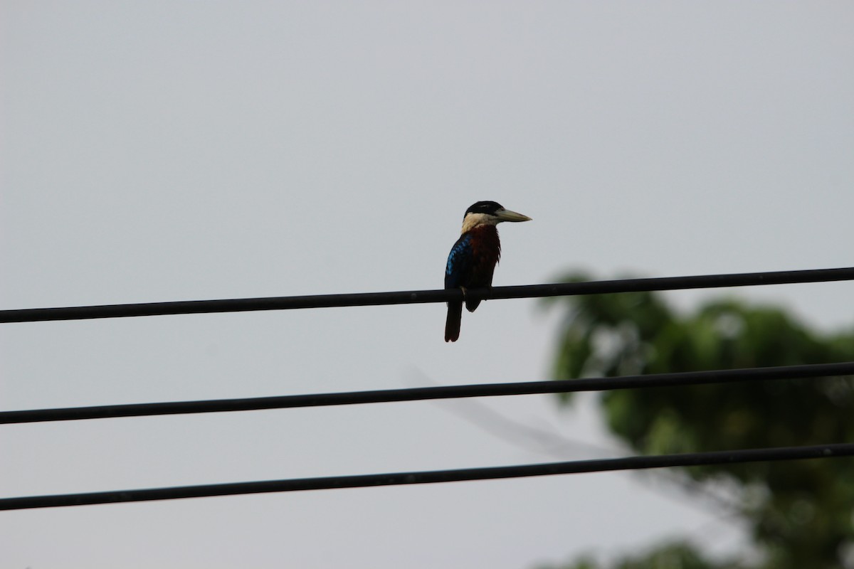 Rufous-bellied Kookaburra - ML640686218