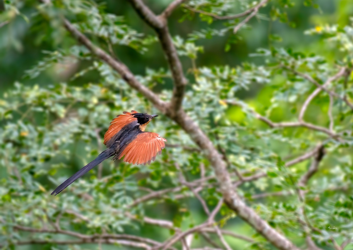 Chestnut-winged Cuckoo - ML640686259