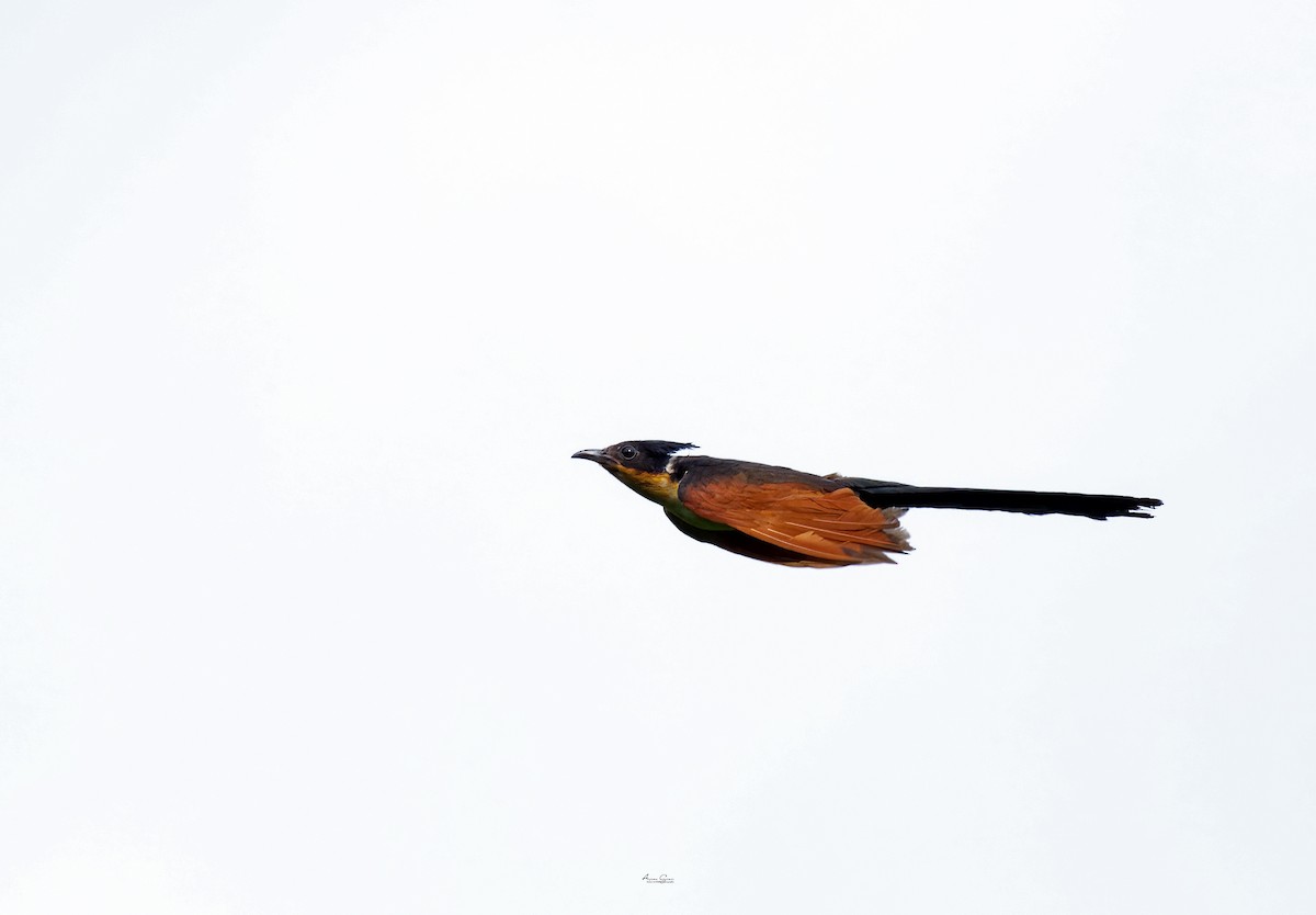 Chestnut-winged Cuckoo - ML640686260