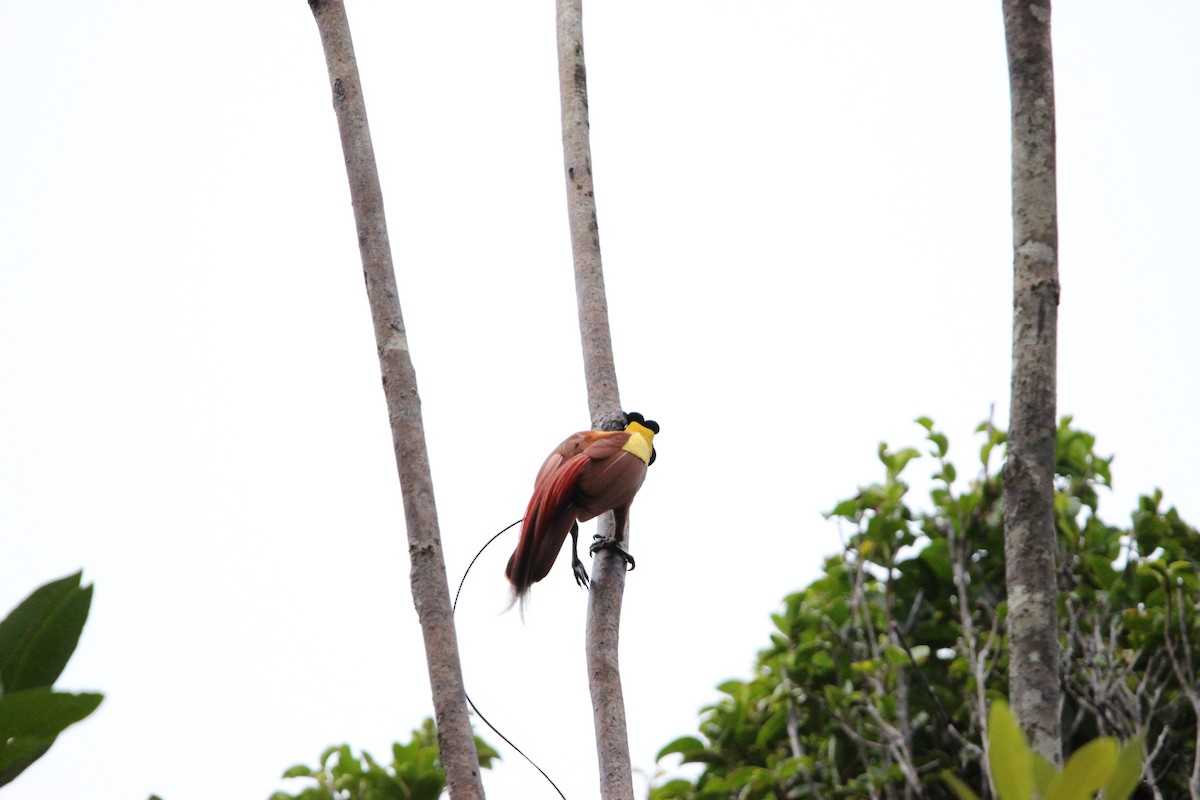 Red Bird-of-Paradise - ML640686290