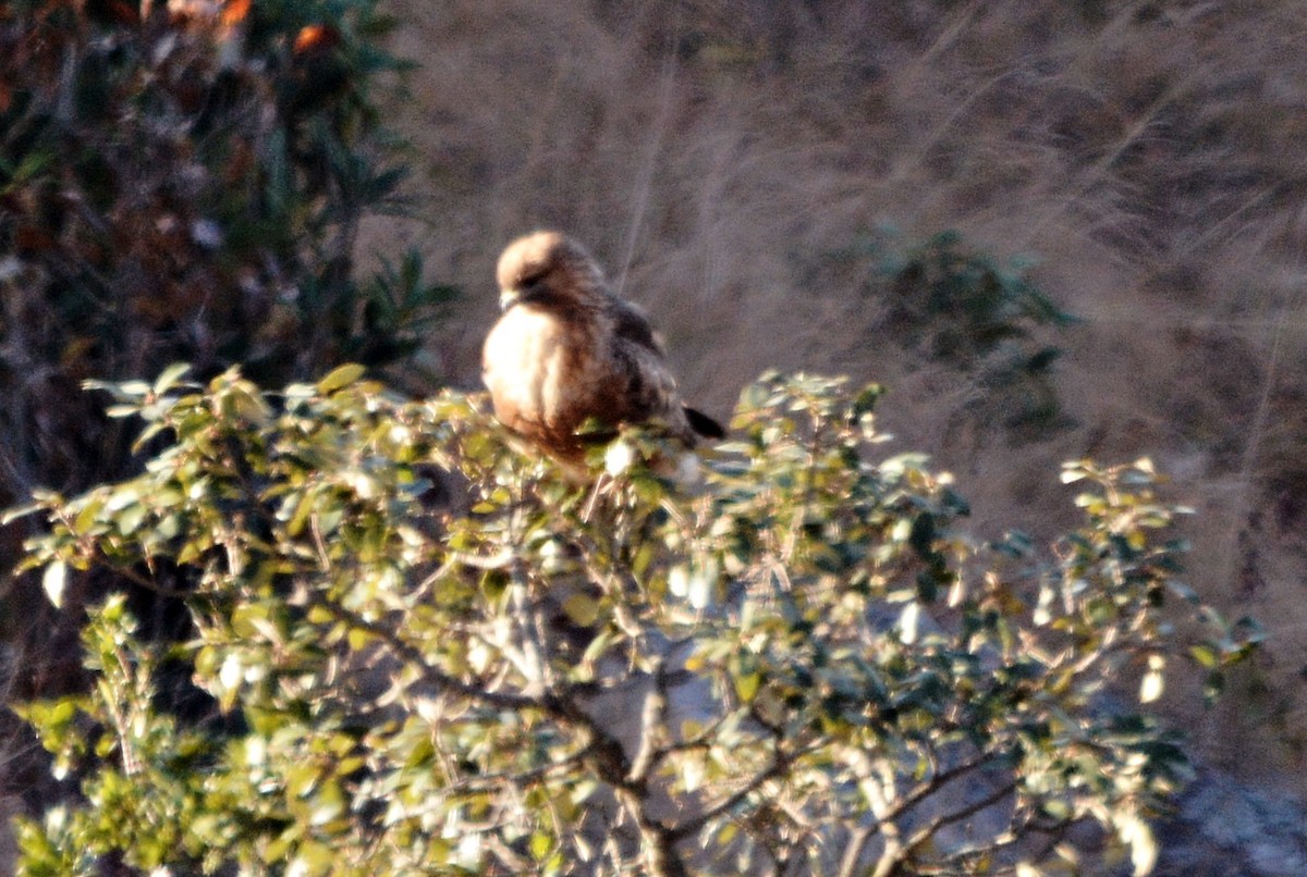 Buse de l'Himalaya - ML640686306