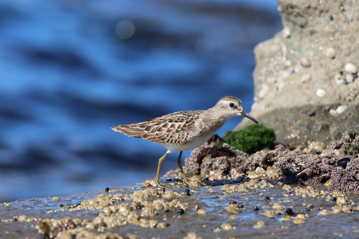 Least Sandpiper - ML640686324