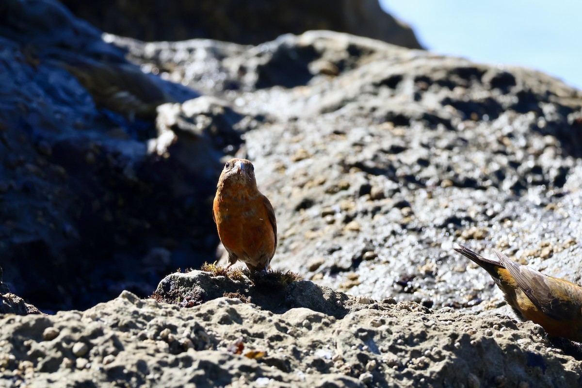 Red Crossbill - ML640686326
