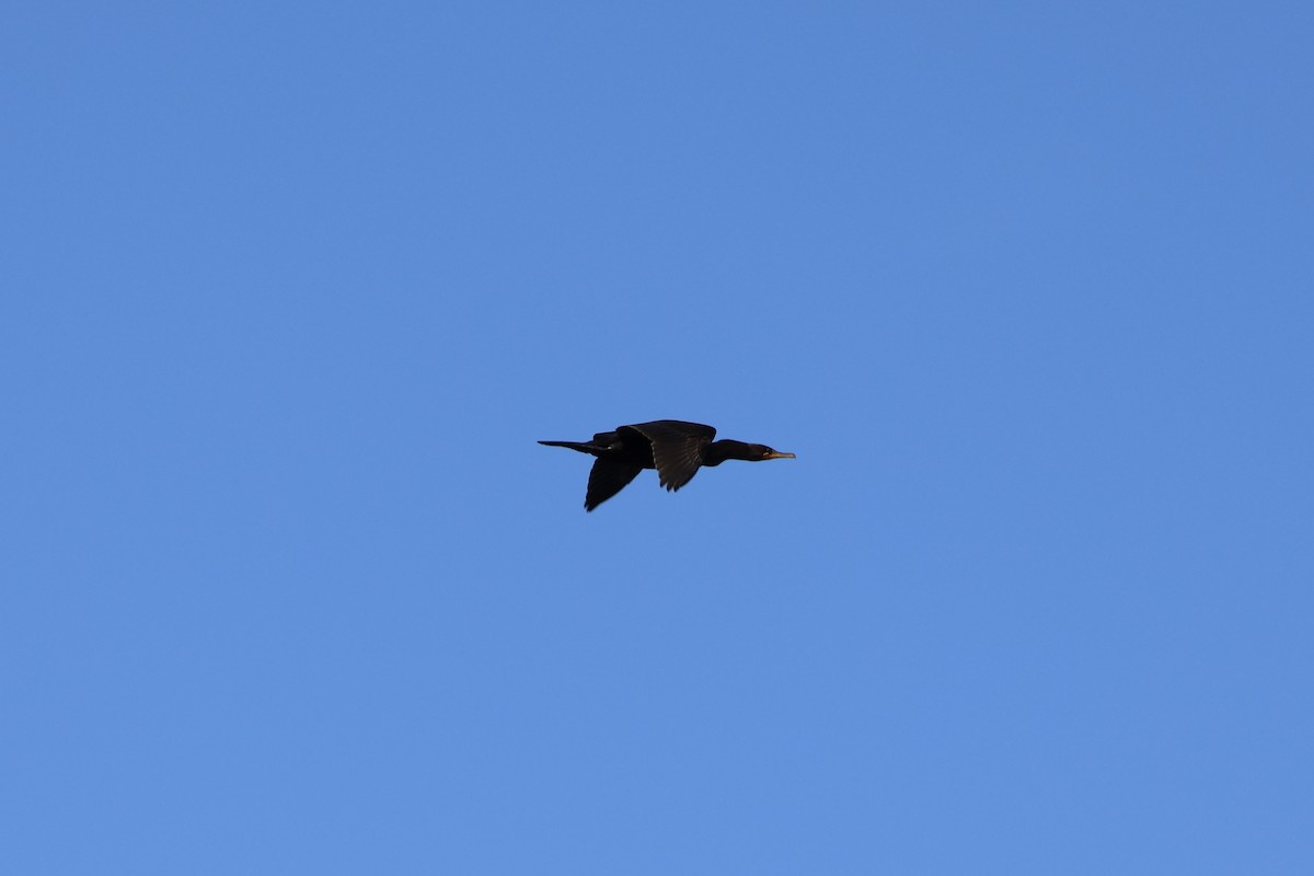 Double-crested Cormorant - ML640686327