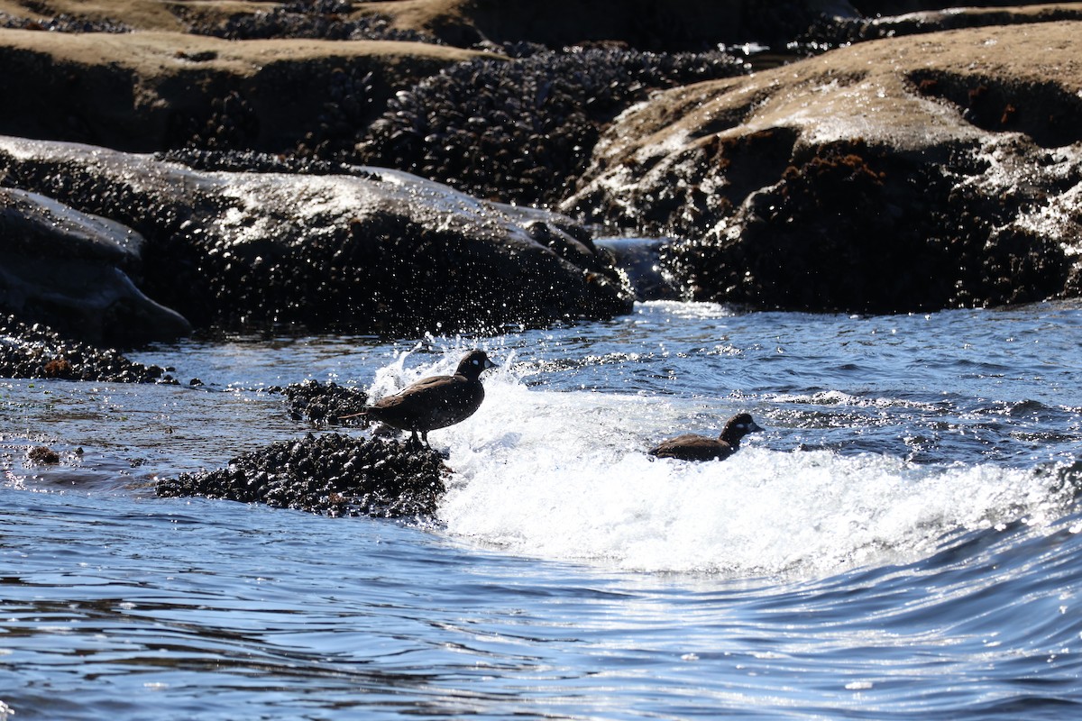 Harlequin Duck - ML640686334
