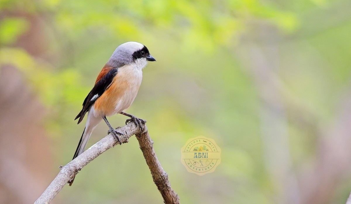 Bay-backed Shrike - ML640686335