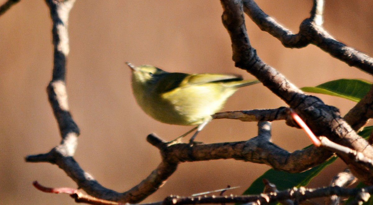 Buff-barred Warbler - ML640686376