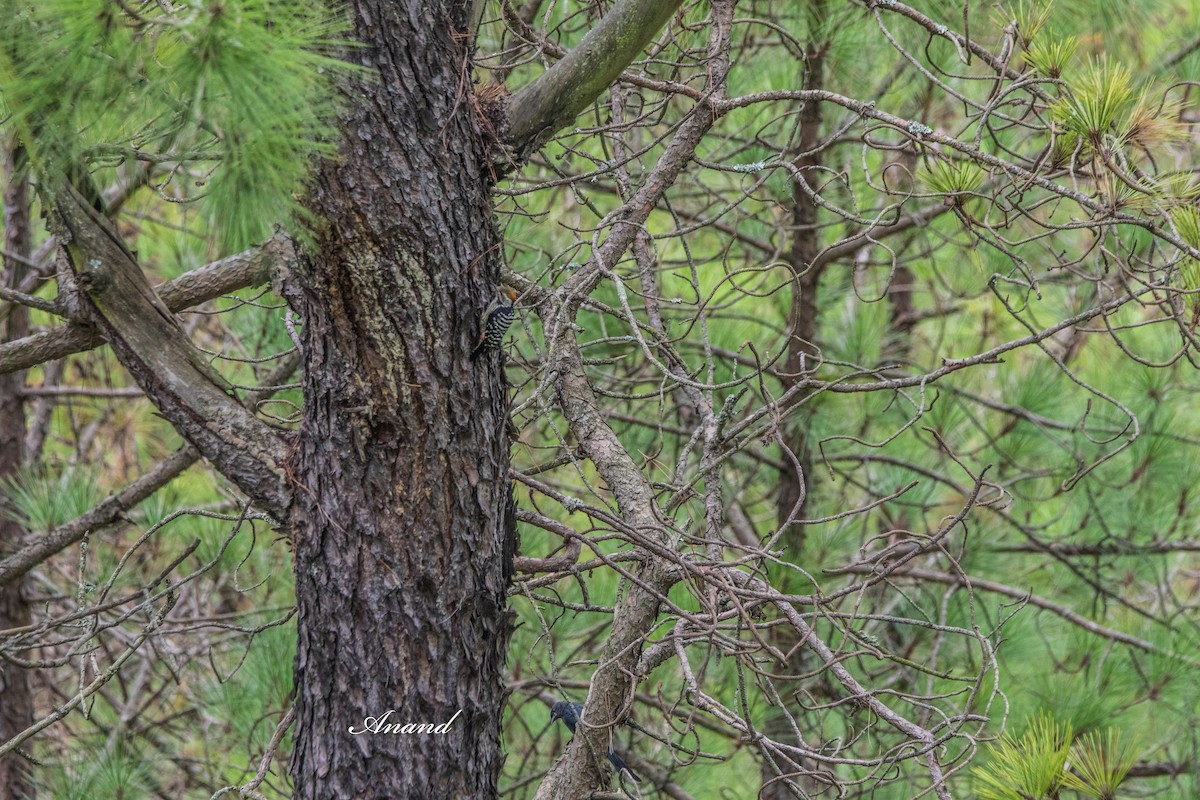 Brown-fronted Woodpecker - ML640686378