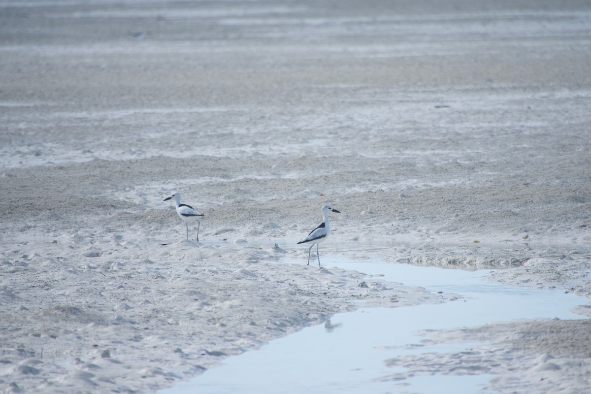Crab-Plover - ML640686421