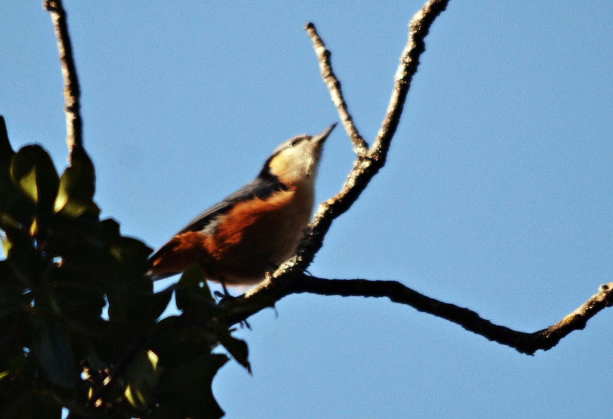 White-tailed Nuthatch - ML640686434