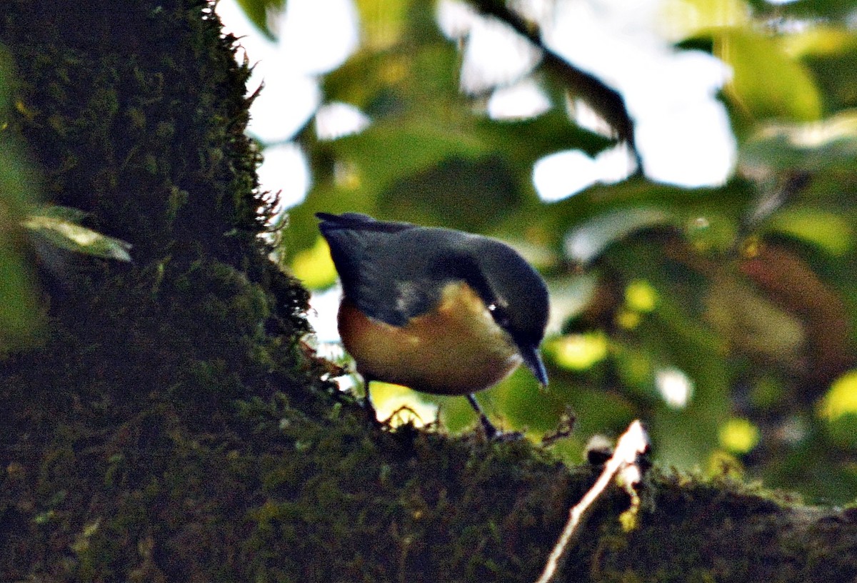 White-tailed Nuthatch - ML640686435