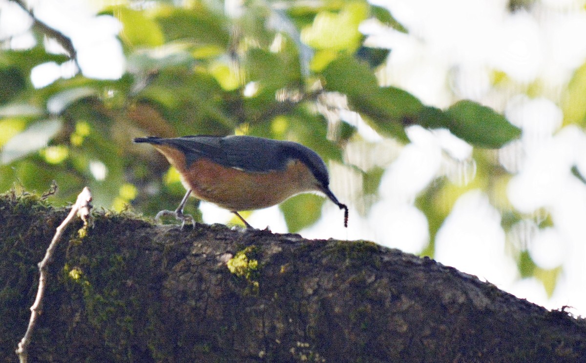 White-tailed Nuthatch - ML640686436