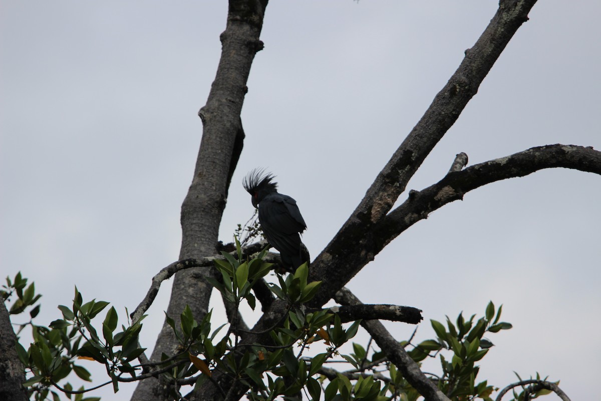 Cacatúa Enlutada - ML640686446