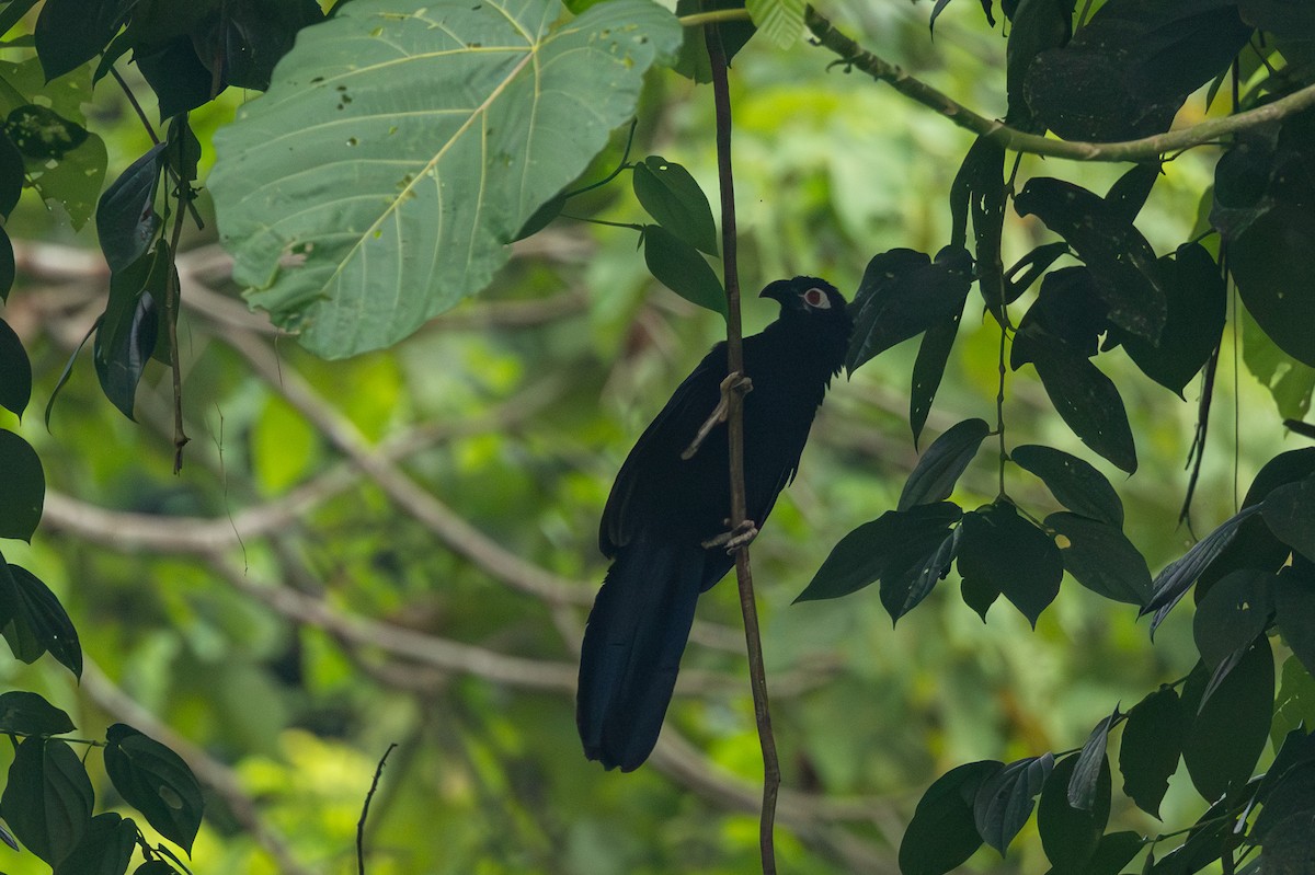 Violaceous Coucal - ML640686447
