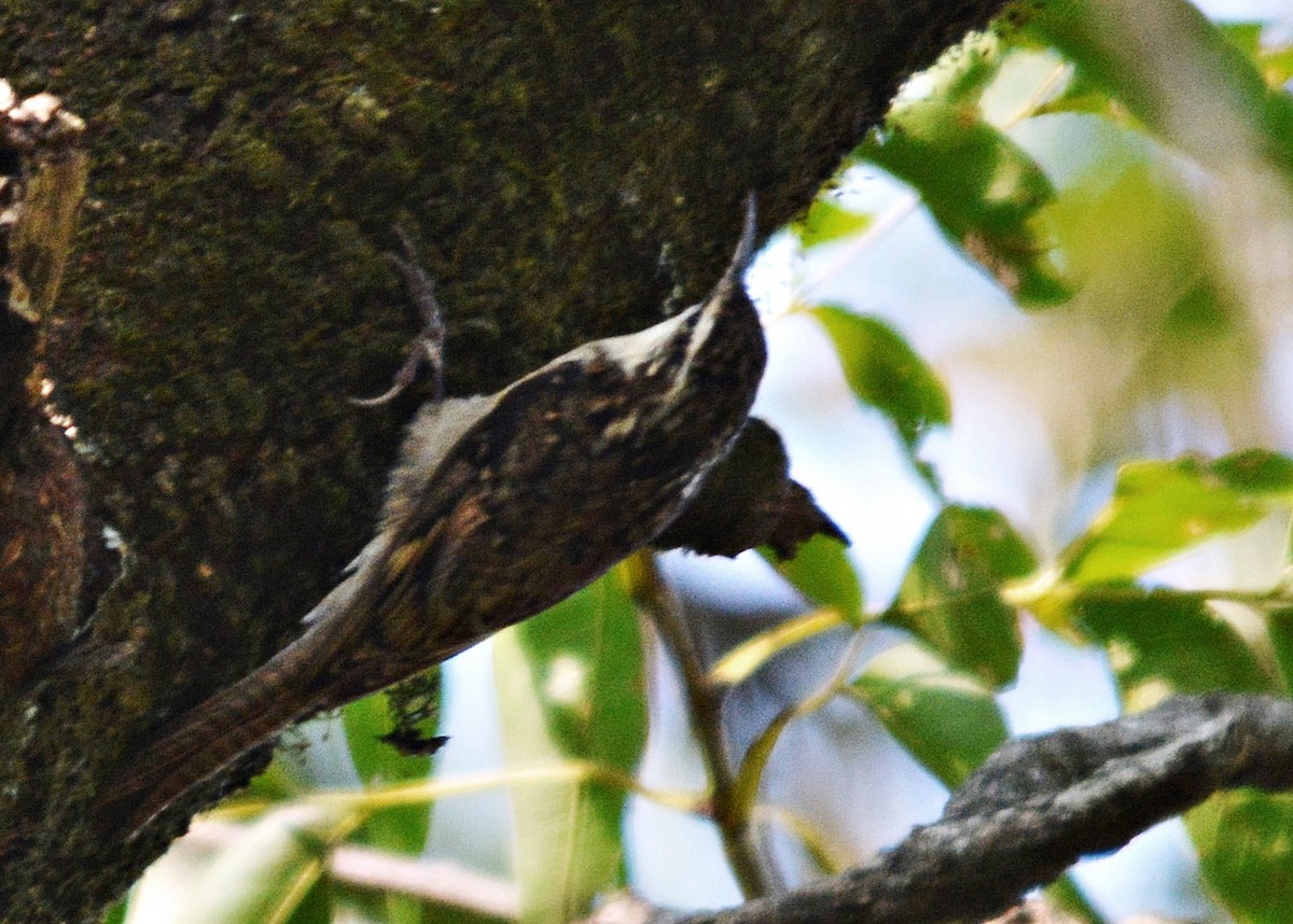 Bar-tailed Treecreeper - ML640686449