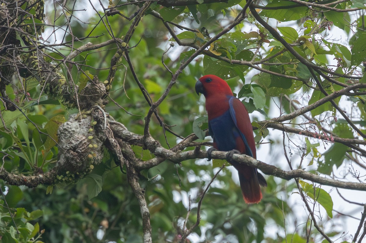 Papuan Eclectus - ML640686459