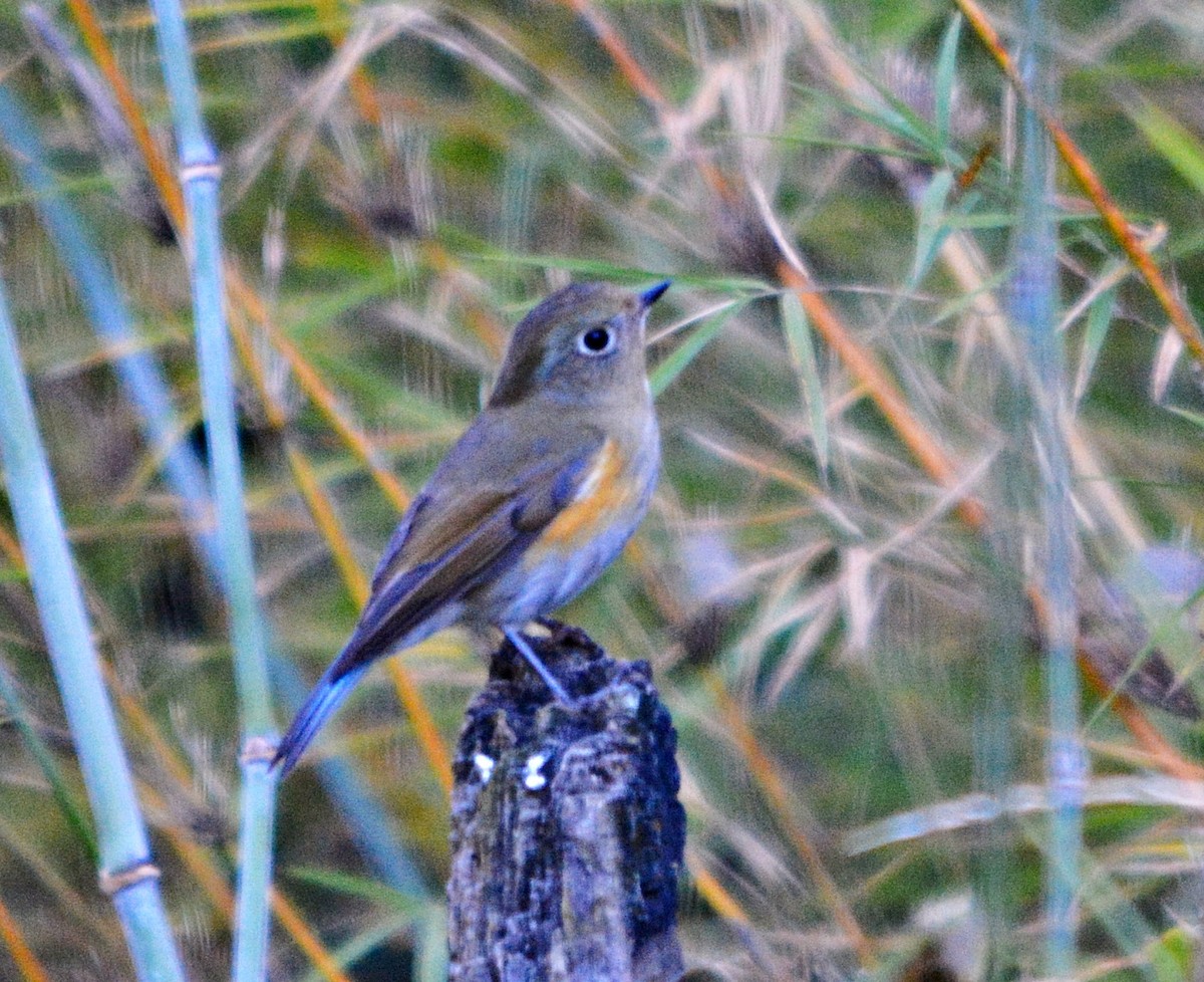 Robin de l'Himalaya - ML640686470