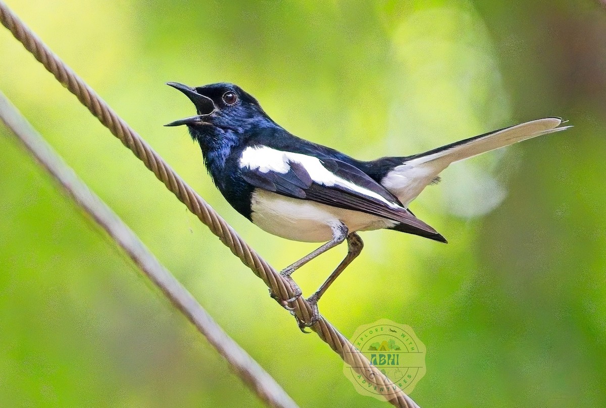 Oriental Magpie-Robin - ML640686540