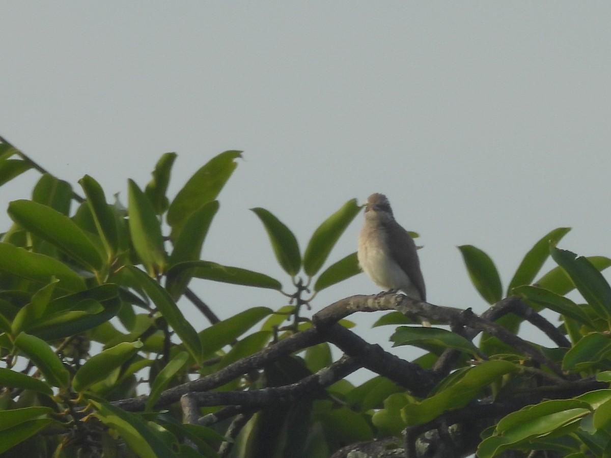Sri Lanka Woodshrike - ML640686566