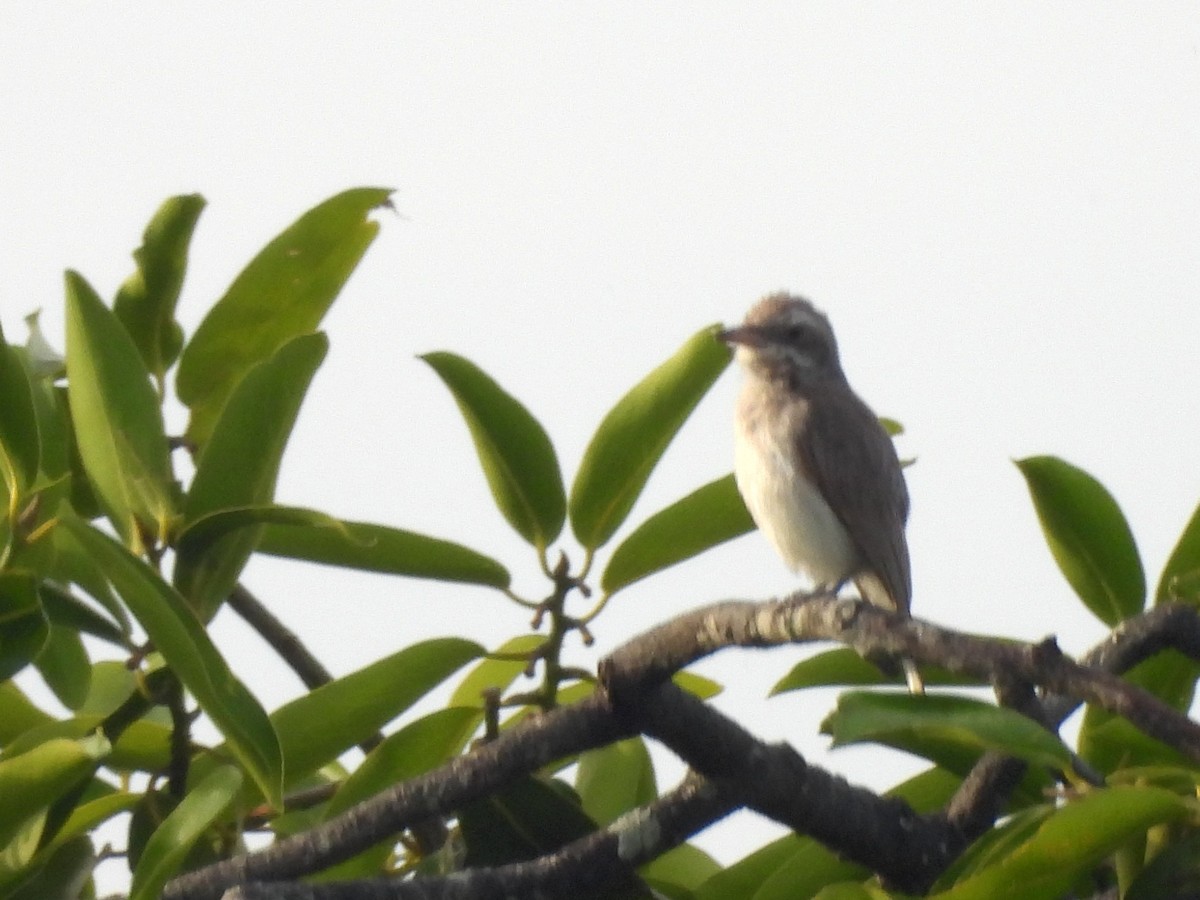 Sri Lanka Woodshrike - ML640686567