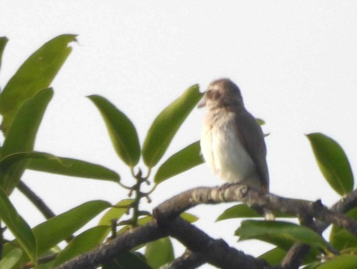 Sri Lanka Woodshrike - ML640686568