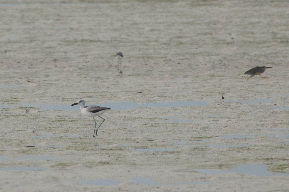 Crab-Plover - ML640686574