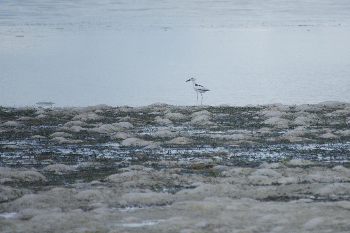 Crab-Plover - ML640686580