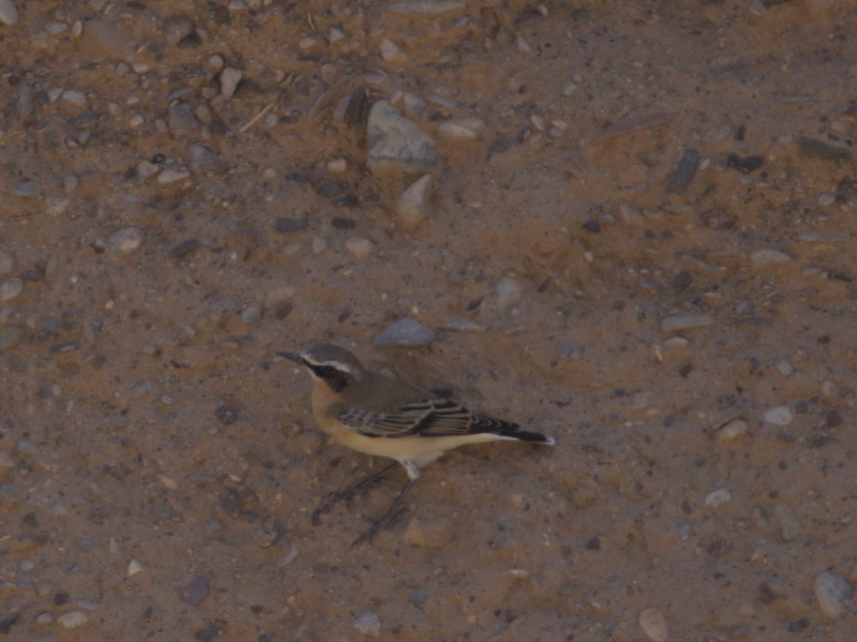 Northern Wheatear - ML640686612