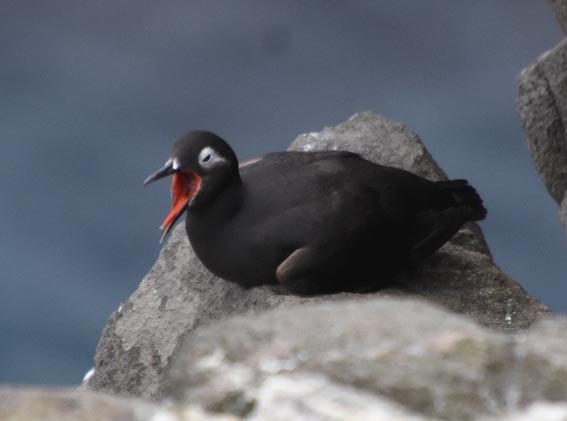 Spectacled Guillemot - ML640686617